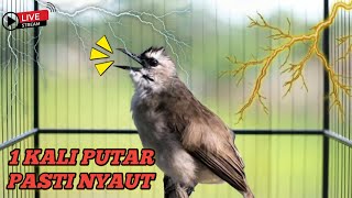 Download lagu PALING AMPUH ‼️TRUCUKAN GACOR ROPEL PANJANG UNTUK PANCINGAN BURUNG BAHAN mp3