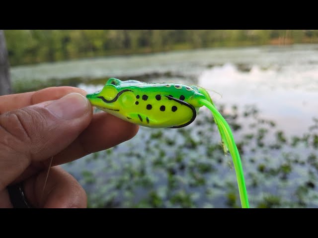 Vídeo relacionado con formano Figura decorativa con diseño de rana pescador en hoja de polirresina, 19 x 14 x 9 cm, decoración humorística con diseño de pesca, serie Froschhausen, brillante