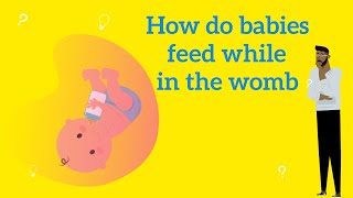 How babies feed inside the womb