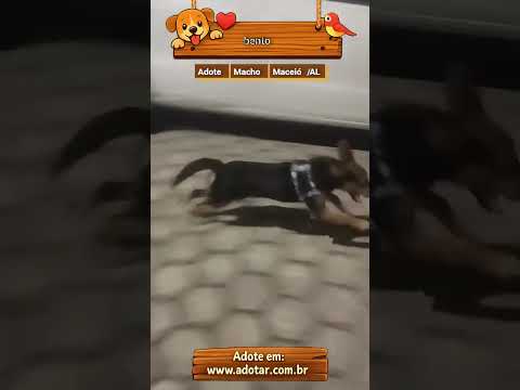 Vídeo de bento 