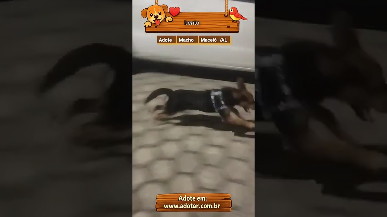 Cachorro raça SRD-ViraLata idade 2 a 6 meses nome bento 