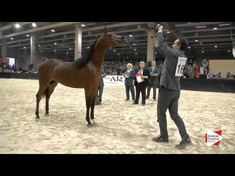 N 169 SA FAEZ SIMBAD   Verona 2015   Colts 3 years old Class 6