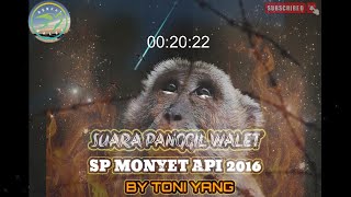 Download lagu Sp Monyet Api 2016 By Toni Yang‼️@BerkatWalet Suara Panggil Berkualitas mp3 Download lagu Sp Monyet Api 2016 By Toni Yang‼️@BerkatWalet Suara Panggil Berkualitas mp3