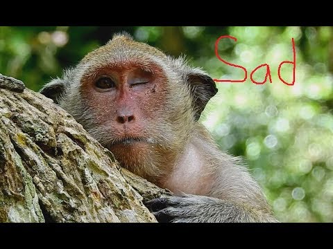 download lagu mp3 mp4 I Miss You Sad Face, download lagu I Miss You Sad Face gratis, unduh video klip I Miss You Sad Face