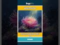 anemone (noun) - definition and usage in English