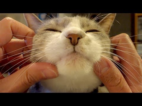 バーチャル・モフモフ - Cat Face Massage -