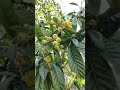 loquats 🍋 delicious