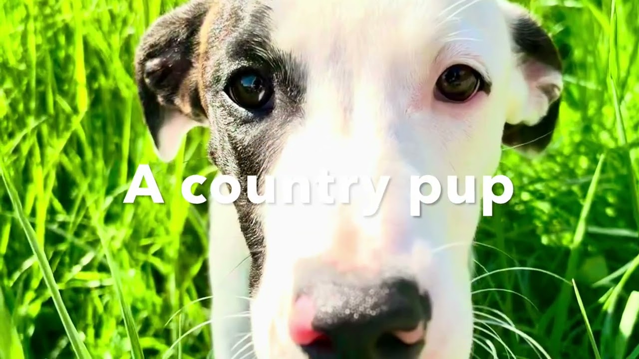 Enlarge Buckle, a Adoptable Plott Hound in Vancouver , WA video 6/6