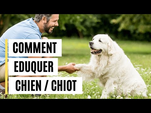 Comment dresser son chien : méthode complète testée