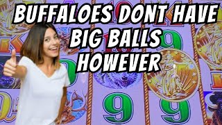 Big Win Buffalo Gold Refused To Show Us His Balls #2023 #4k