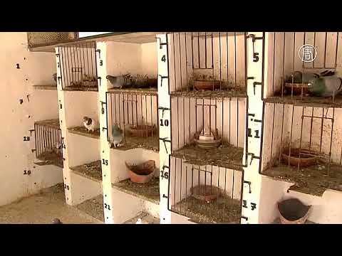 Deutsche Welle(Германия)| 18.04.2018: Как голуби помогали воевать израильтянам 70 лет назад