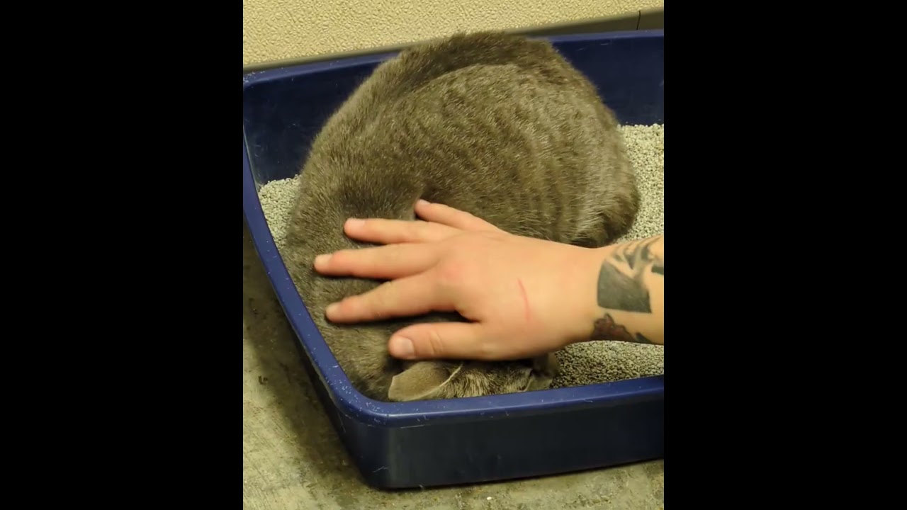 Enlarge Josephine , a ADOPTABLE mixed breed in Mount Carmel, IL video 2/2