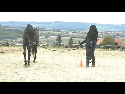 Longenarbeit Zahrat 20201018