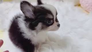 チワワ（ロング）の動画01