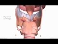 Larynx - Cartilages - 3D Anatomy Tutorial