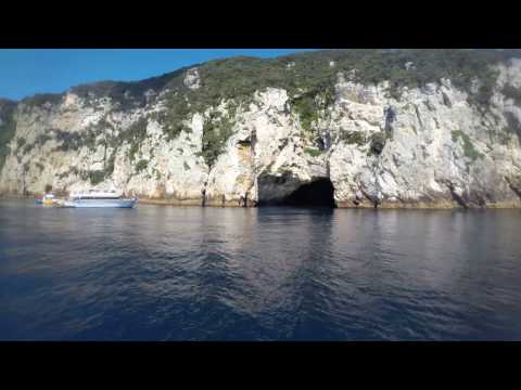 Orcas at the Poor Knights with Dive! Tutukaka