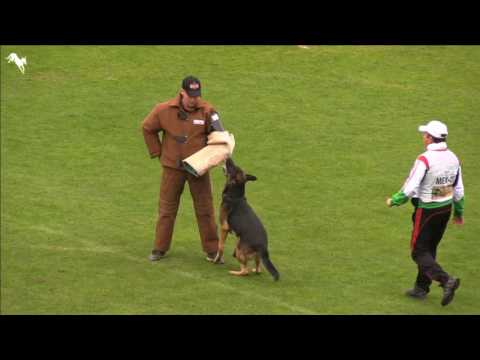 Satoris Esto   WUSV WM 2016   C