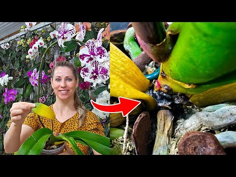 How to treat stem rot in phalaenopsis orchids