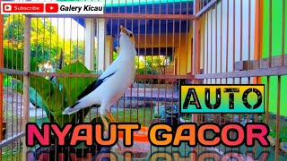 Download lagu suara jalak putih gacor | ampuh untuk pancingan bunyi jalak putih macet bunyi agar gacor mp3
