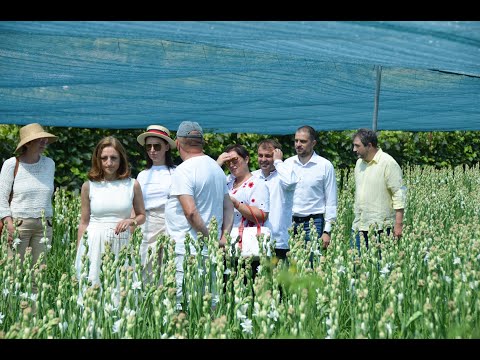 Sărbătoarea Tuberozelor – Printre grădinile de aur ale localnicilor din Hoghilag