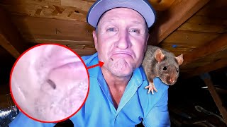 How to REMOVE RATS and DROPPINGS in your attic...