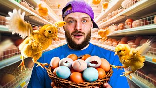 I Hatched An Army Of Supermarket Eggs