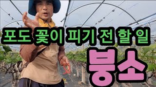 포도 꽃 피기 전에 꼭 해야 해요! Shine musket doesn't increase sugar cont…