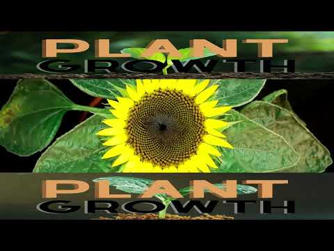 Sunflower growing time lapse 42 days of growing -  Plant Growth #shorts #plants #growth