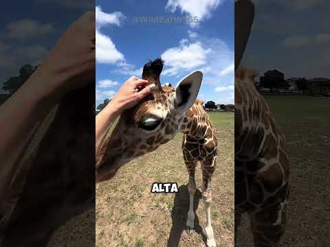Una giraffa appena nata 🦒