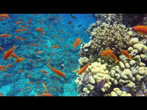 Safaga 2016 - kolorowe rybki