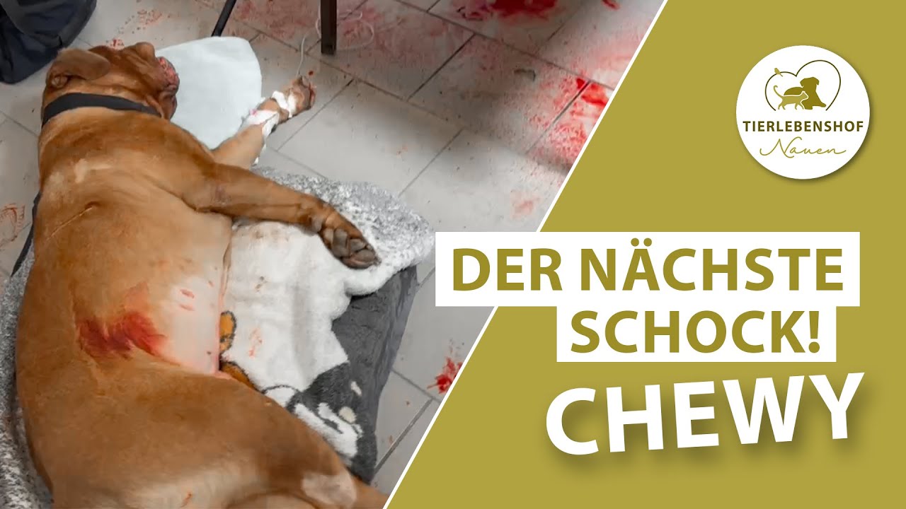 Der nächste Schock – Chewy   Tierlebenshof VLOG 181
