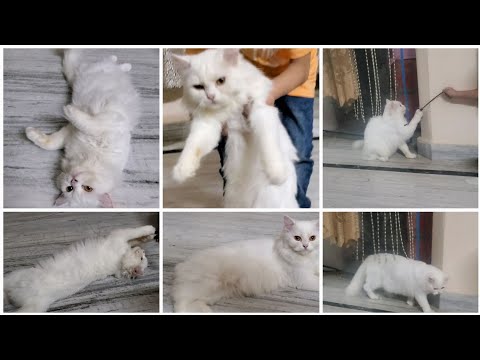 Sahiba cutest cat ever 😍 | Sahiba in play mode | Sahiba dancing 💃