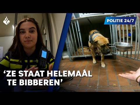 Verwaarloosde hond in beslag genomen | POLITIE 24/7