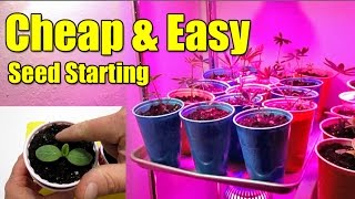 Cheap &amp; Easy Seed Starting Pots Using Plastic Cups