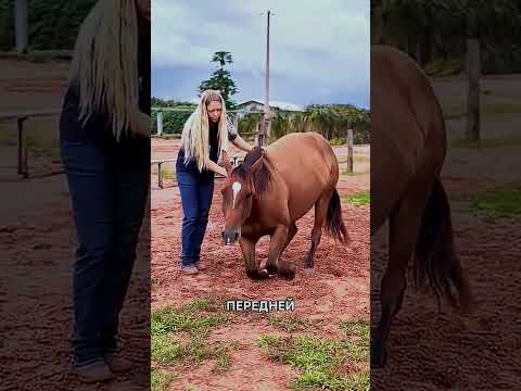 Эта Умная Лошадь Мгновенно Выполнила Её Команду! 🐎😲