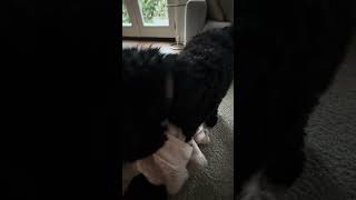 Download lagu Kobi gonna get in trouble🙈 #shorts mp3