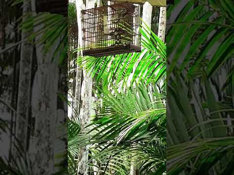 Chant picollete  bresil