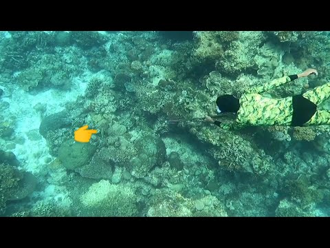 Galing Umasinta | Day Spearfishing | Catch and Sell