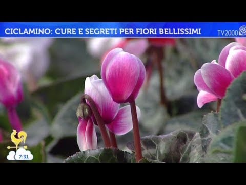 , title : 'Ciclamino: cure e segreti per fiori bellissimi'