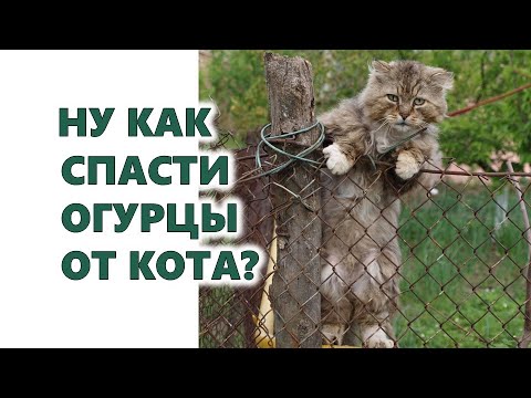 , title : 'Как спасти огурцы от Тошки?'