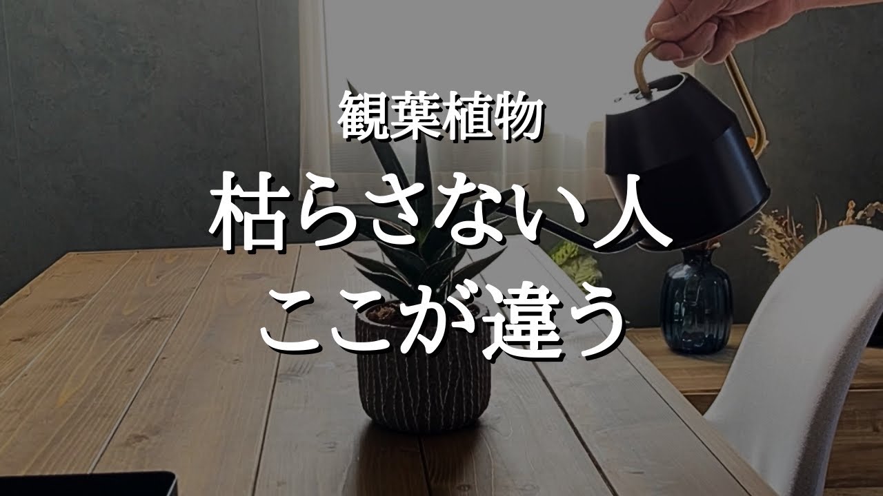 100鉢育てて分かった、観葉植物を枯らさない人の4つの共通点