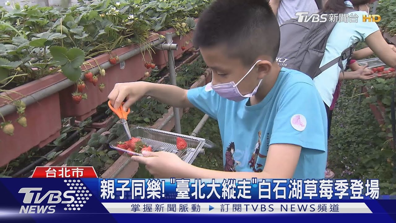 親子同樂！　「臺北大縱走」白石湖草莓季登場