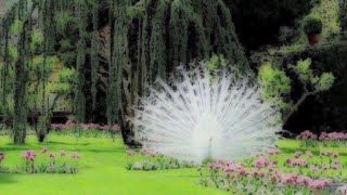 Equilibrium - Roger St  Denis