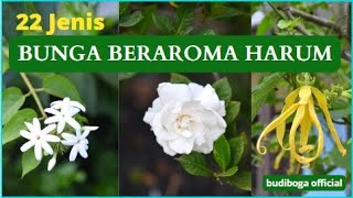 Download lagu 22 JENIS BUNGA BERAROMA HARUM - TANAMAN HIAS BUNGA HARUM BAUNYA -FRAGRANT FLOWERS TANAMAN HIAS WANGI mp3 Download lagu 22 JENIS BUNGA BERAROMA HARUM - TANAMAN HIAS BUNGA HARUM BAUNYA -FRAGRANT FLOWERS TANAMAN HIAS WANGI mp3