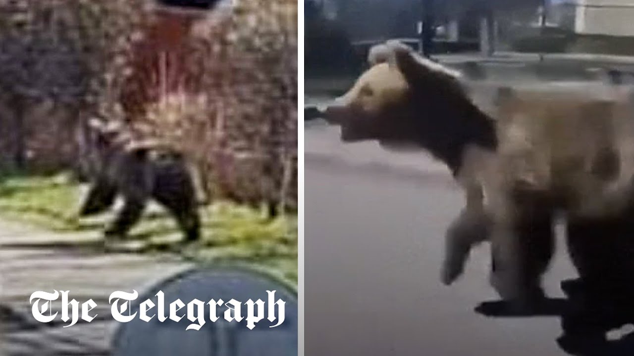 Slovenskú vládu obvinili, že pred prezidentskými voľbami „zastrelila nesprávneho medveďa“.
