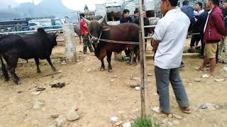 preview picture of video 'Đi chợ bò lương thông và gặp phải bò khủng ...'