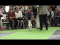 Fox Terrier de Pelo Liso - World Dog Show Paris 2011 Smooth Fox Terriers Part 13