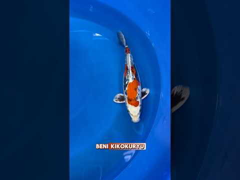 Video Vorschau Teil 2