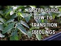 The 5 Step Process to Harden Off Seedlings 2x FASTER For AMAZING Results!