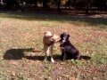 ПРИКОЛЬНЫЕ СОБАКИ СМЕШНЫЕ/FUNNY DOGS loves each other ...